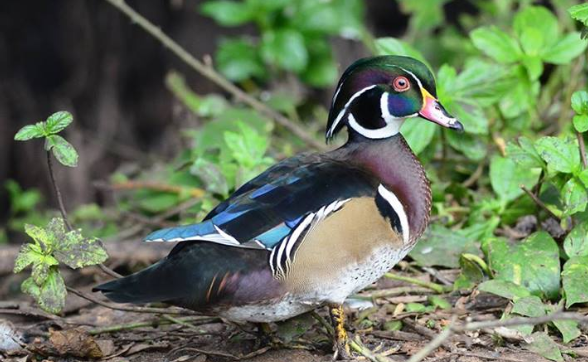 Wood Duck